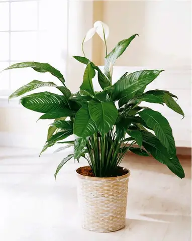 Facts About Peace Lily Plant
