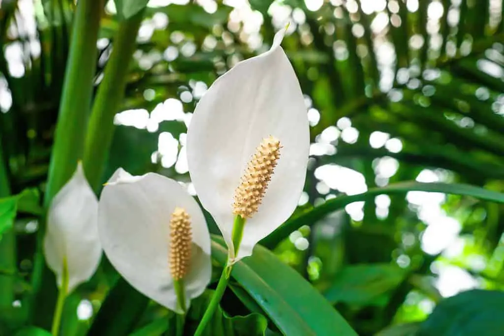 Brown Tips On Peace Lily