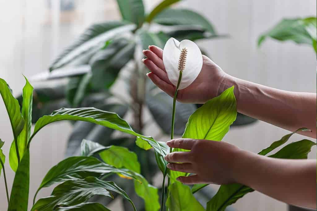 Peace Lily Leaves Turning Black