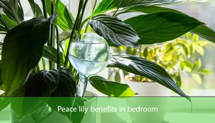 Peace lily benefits in bedroom