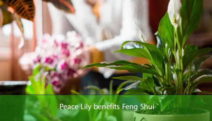 Peace Lily benefits Feng Shui