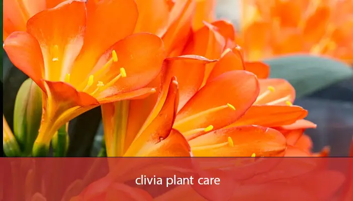 clivia plant care