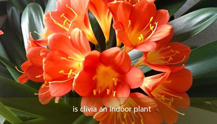is clivia an indoor plant