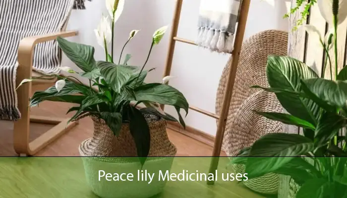 Peace lily Medicinal uses