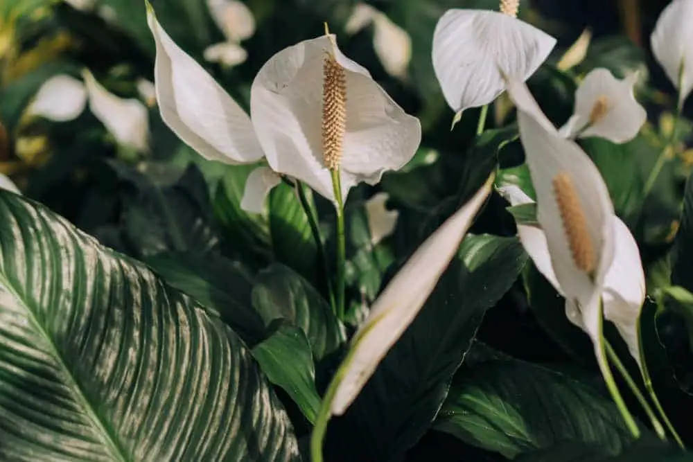 Is Peace Lily Good For Bedroom