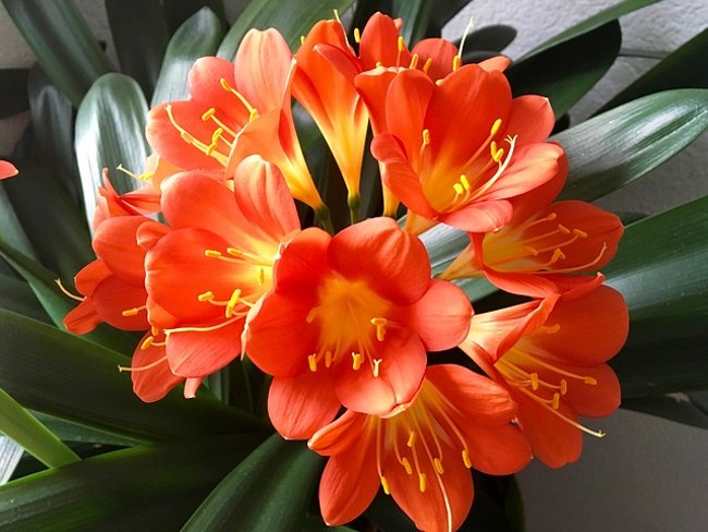 Tips for Growing Clivia