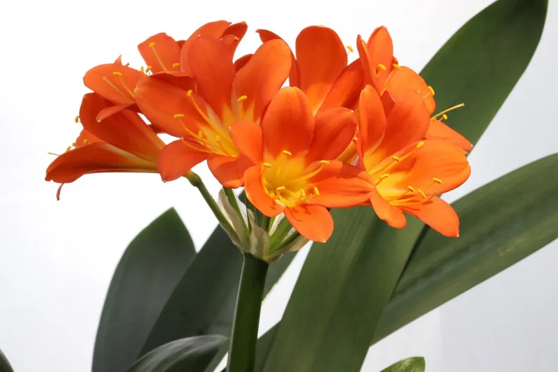 Causes of Clivia Lily Poisoning in Dogs