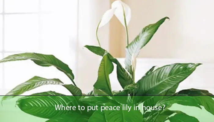 Where to put peace lily in house?