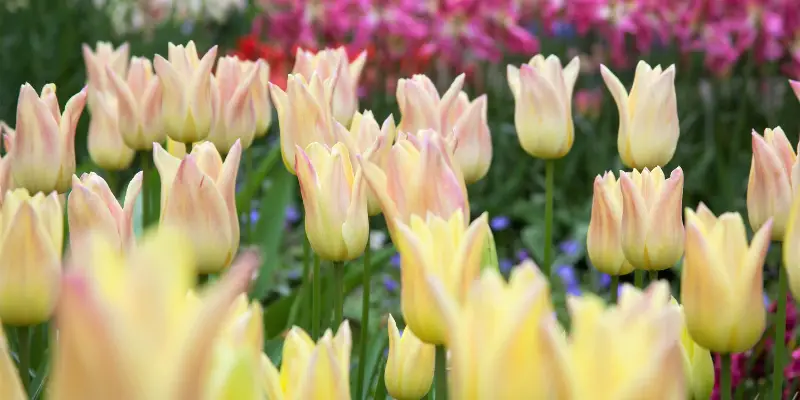 What happens if you plant tulips late?