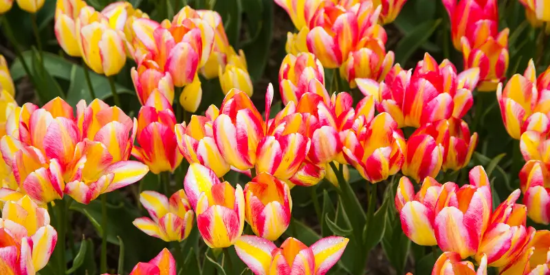 When should you plant tulip bulbs in the UK?