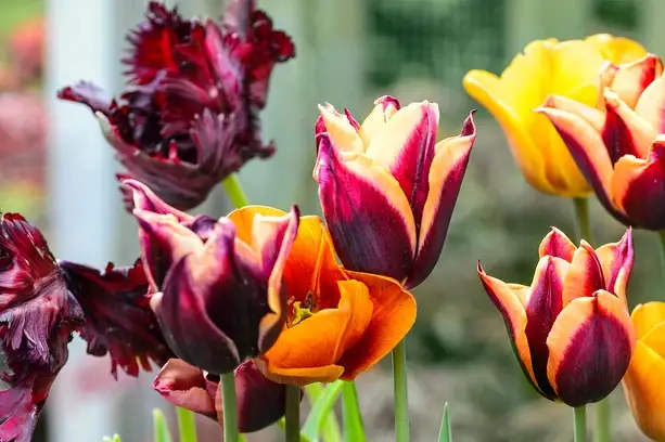 Do tulips need a lot of water?