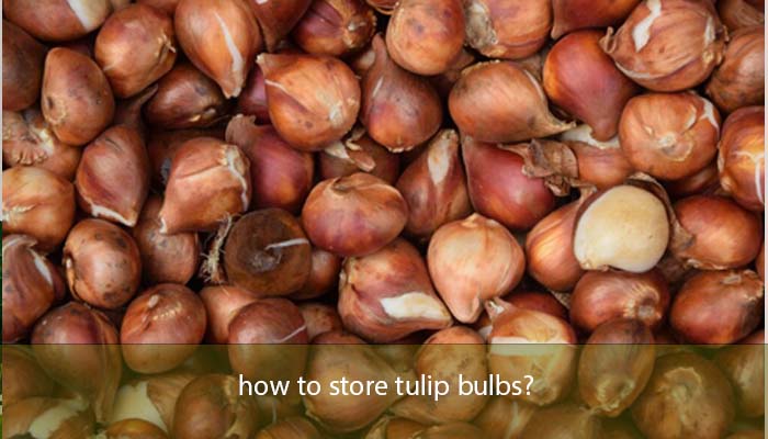 how to store tulip bulbs?