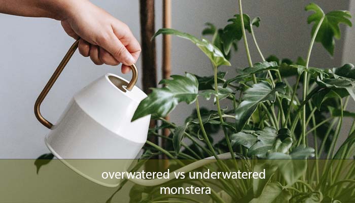 overwatered vs underwatered monstera