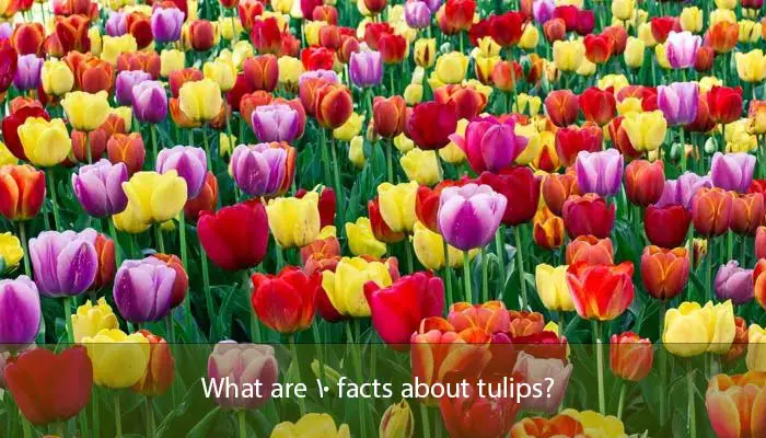What are 10 facts about tulips?