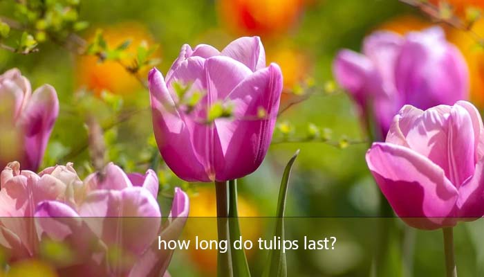how long do tulips last?