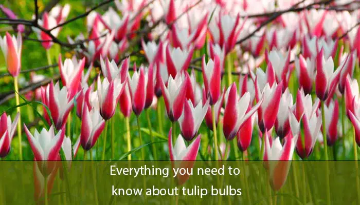 Everything you need to know about tulip bulbs