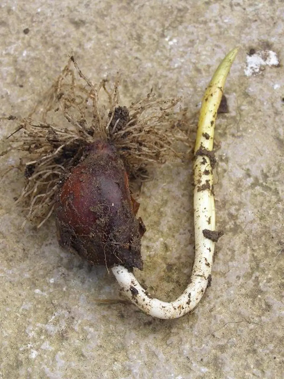 What happens if you plant a tulip bulb upside down?