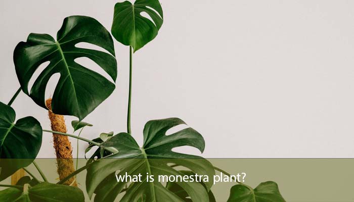 what is monestra plant?