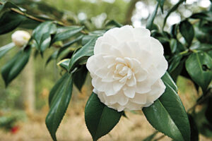 White Camellia Varieties