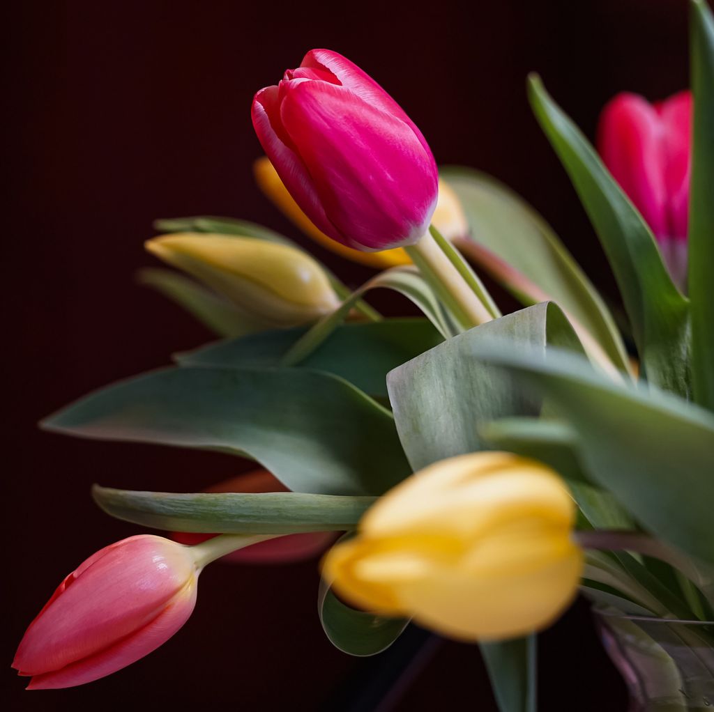 How long do fresh tulips live?