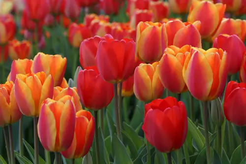 1. Tulips are native to Central Asia