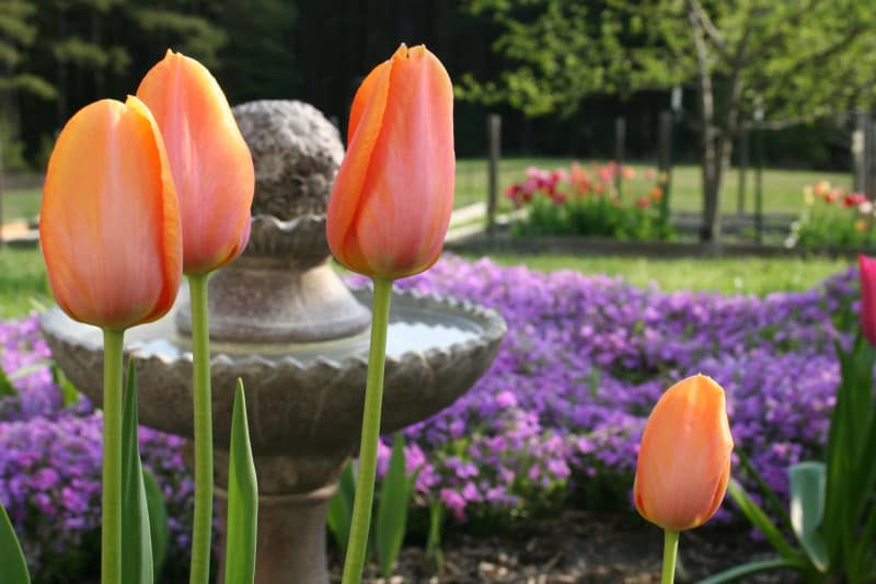 How Long Do Tulips Last When Stored?