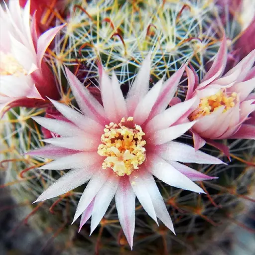 Pincushion Cactus ( Mammillaria crinita)
