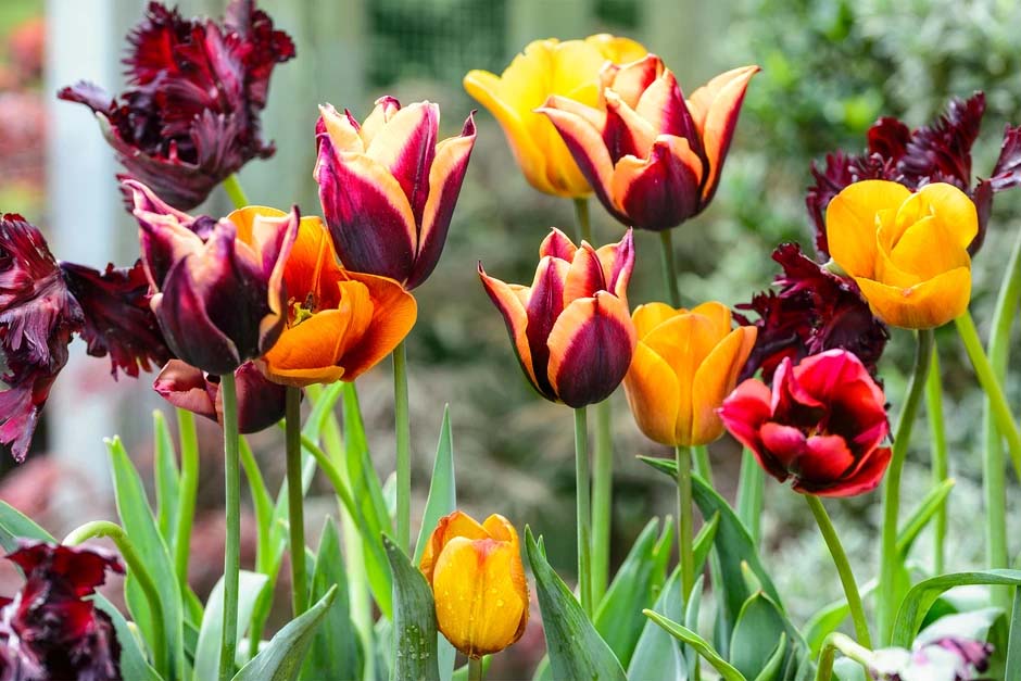 What is the best potting mix for tulips?