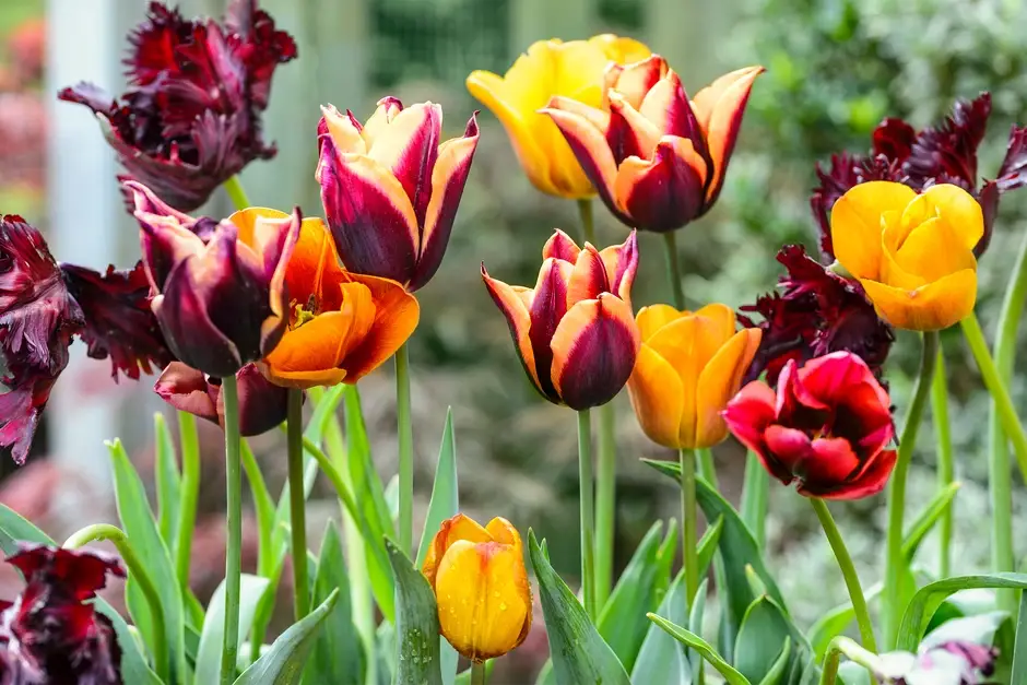 What is the best month to plant tulip bulbs?