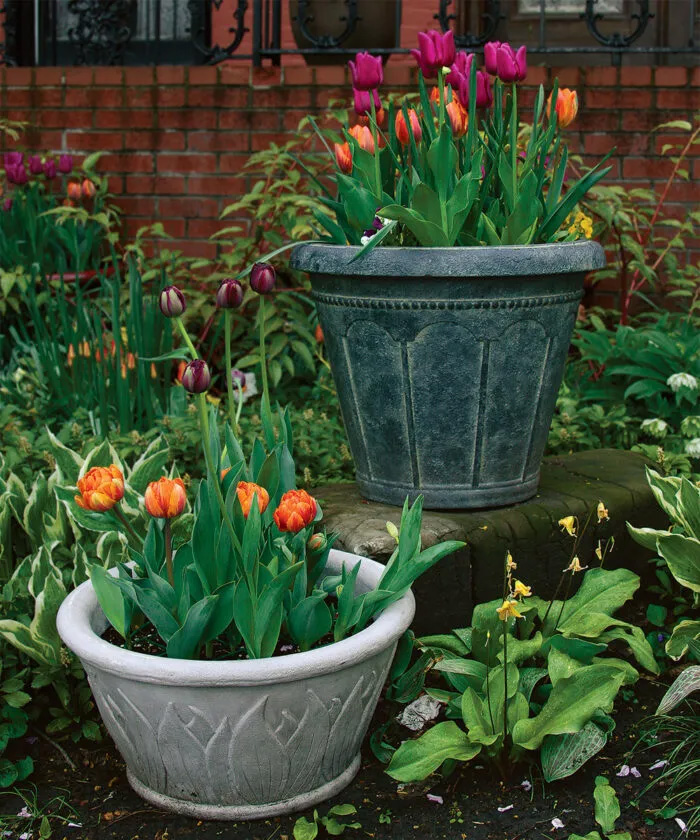 How to Care For Tulips in a Pot?