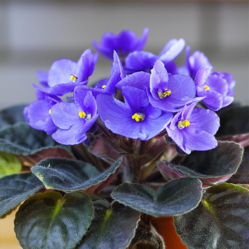 Affrican violets