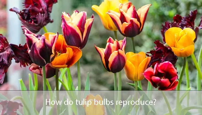 How do tulip bulbs reproduce?