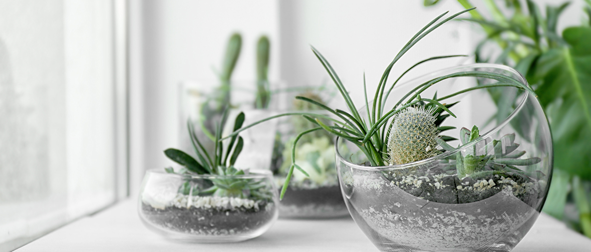 Arrange in Terrariums