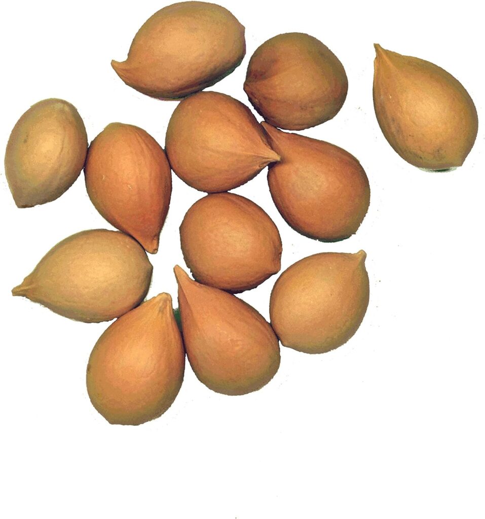 (Cycas Revolta) Seeds (12)