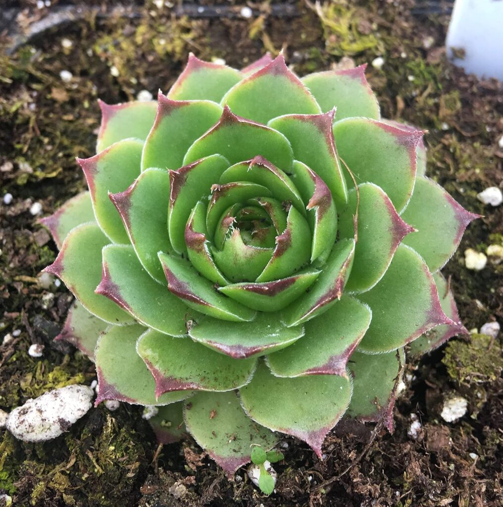 Sempervivum tectorum hens and Chicks Cactus Cacti Succulent Real Live Plant