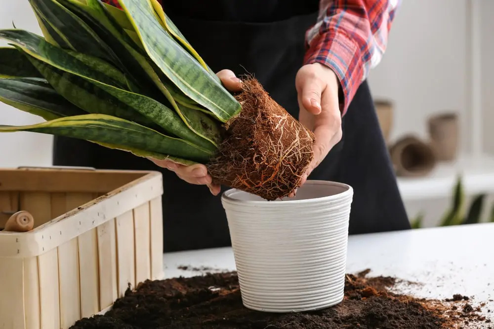 Repotting Houseplants In The Winter
