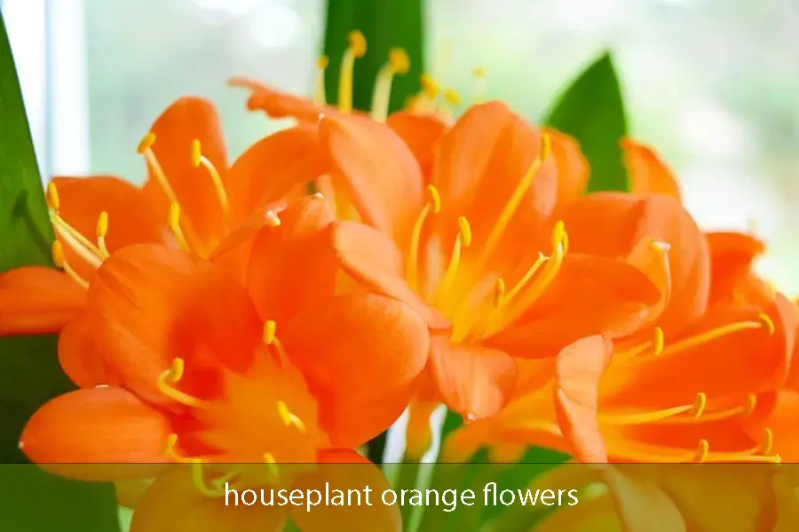 houseplant orange flowers