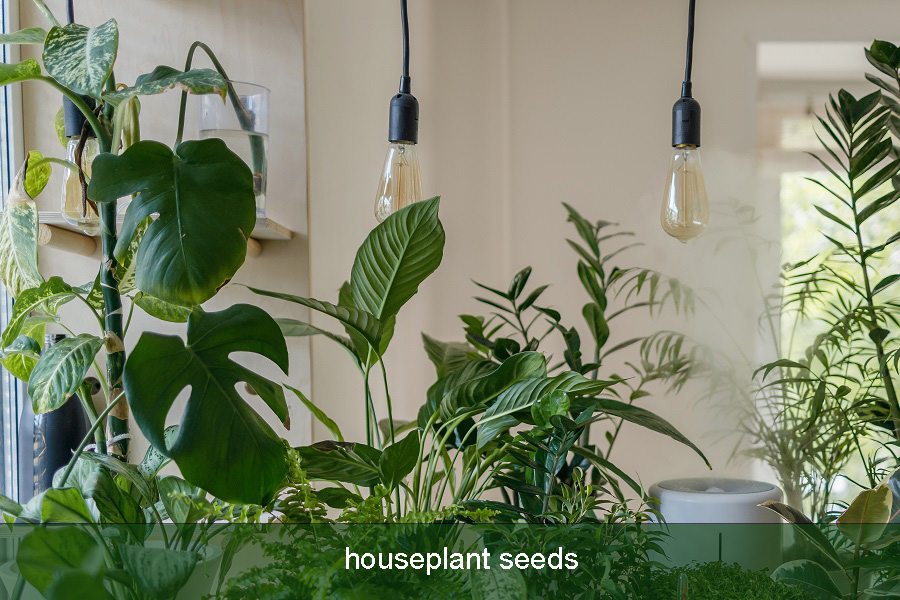 houseplant seeds
