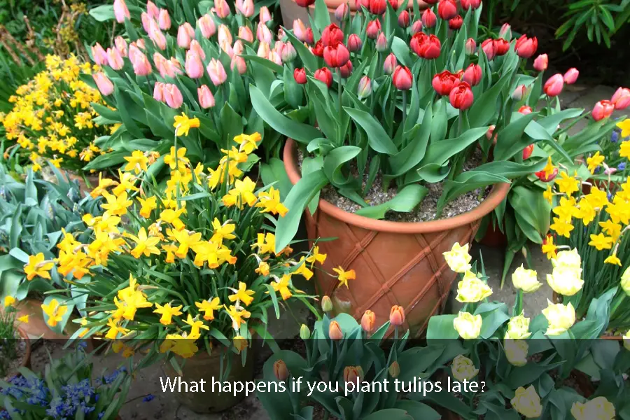 What happens if you plant tulips late?