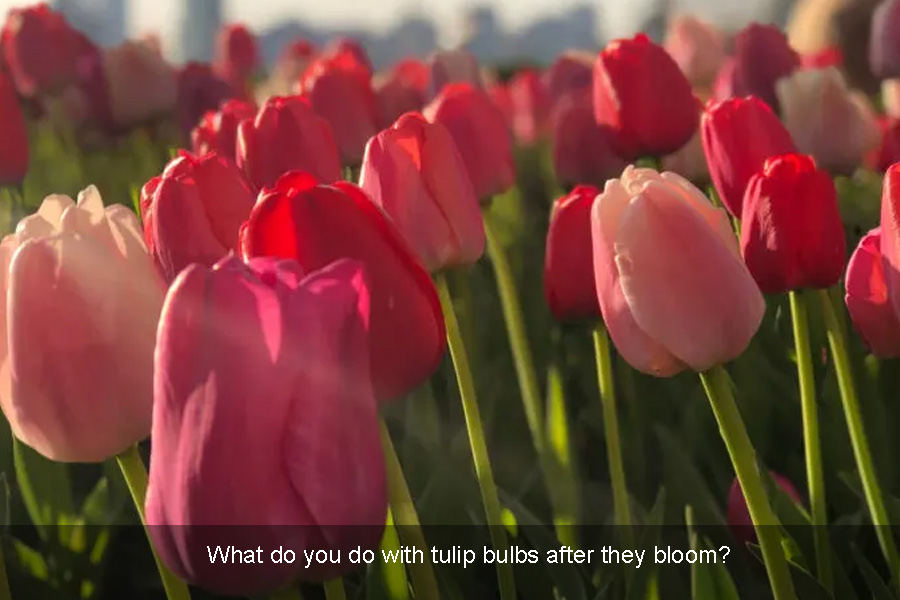 What do you do with tulip bulbs after they bloom?
