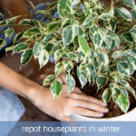 repot houseplants in winter