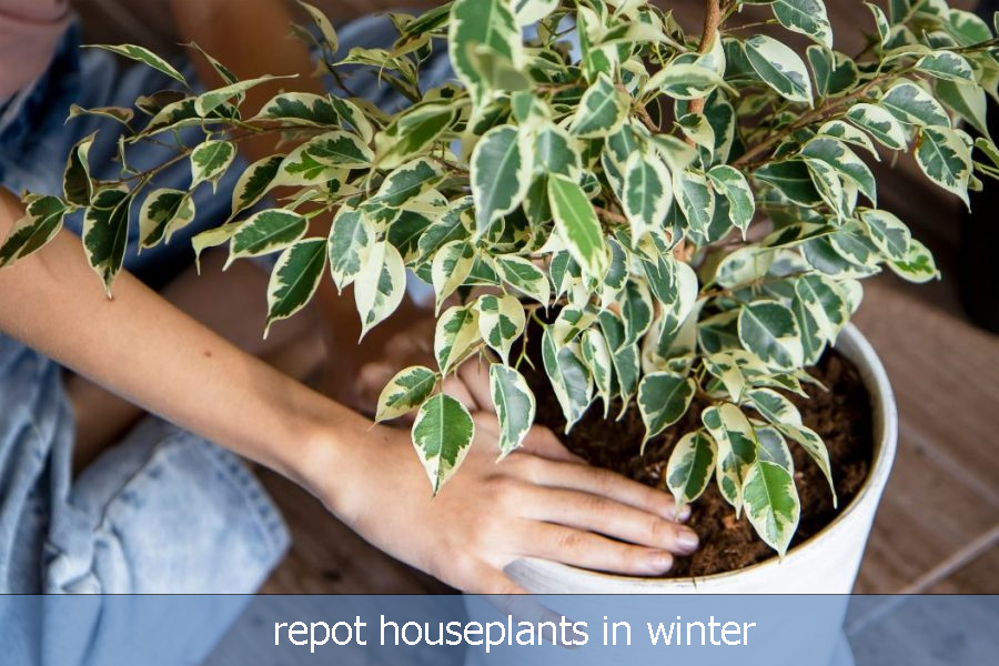 repot houseplants in winter