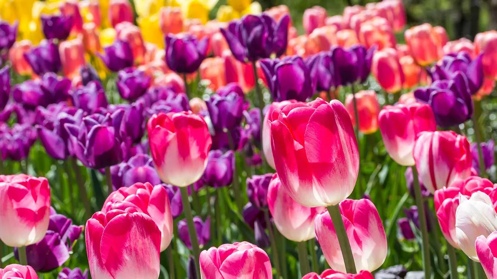 Should you cut down tulips after they bloom?