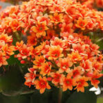 Houseplant orange flowers