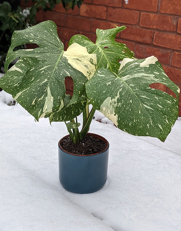 When you shouldn't repot in Winter