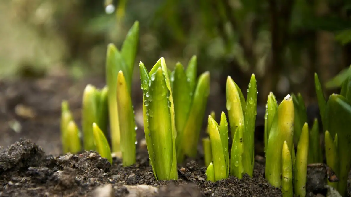 Tips to follow for Plant Bulbs in winter