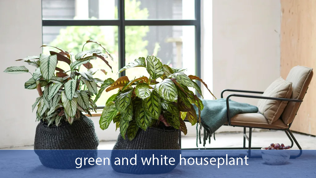 green and white houseplant