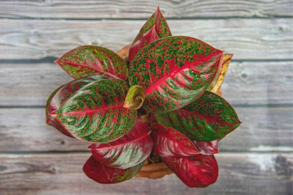 Red Aglaonema 