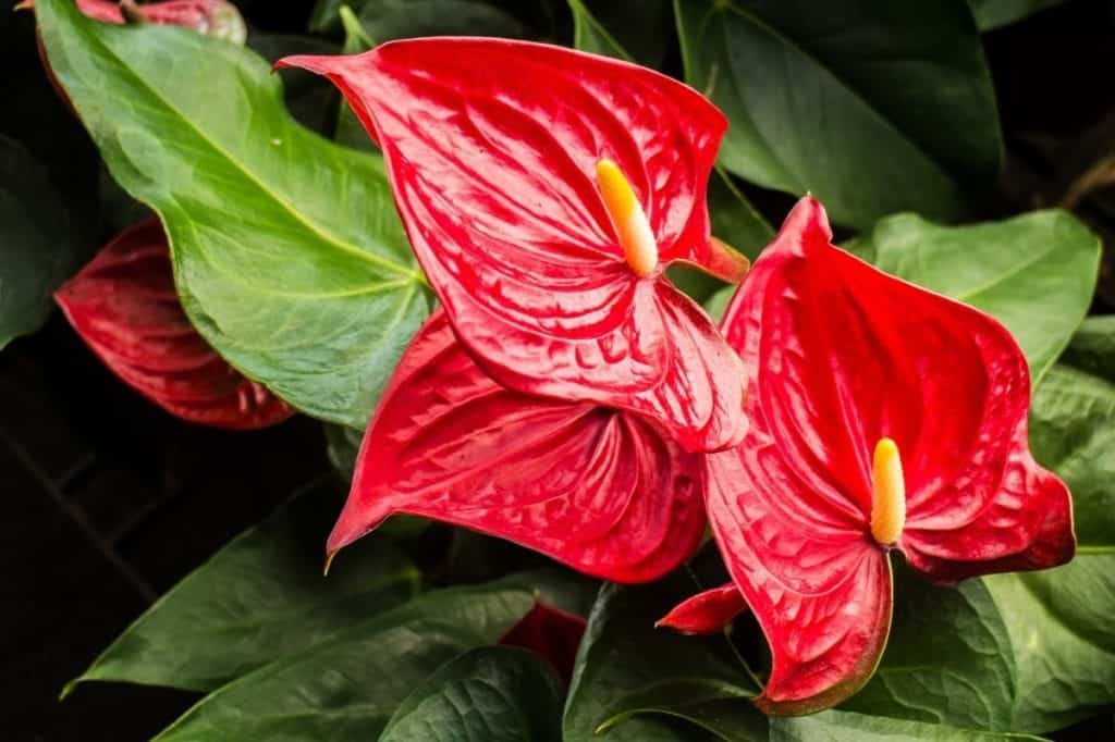 Anthurium Andraeanum