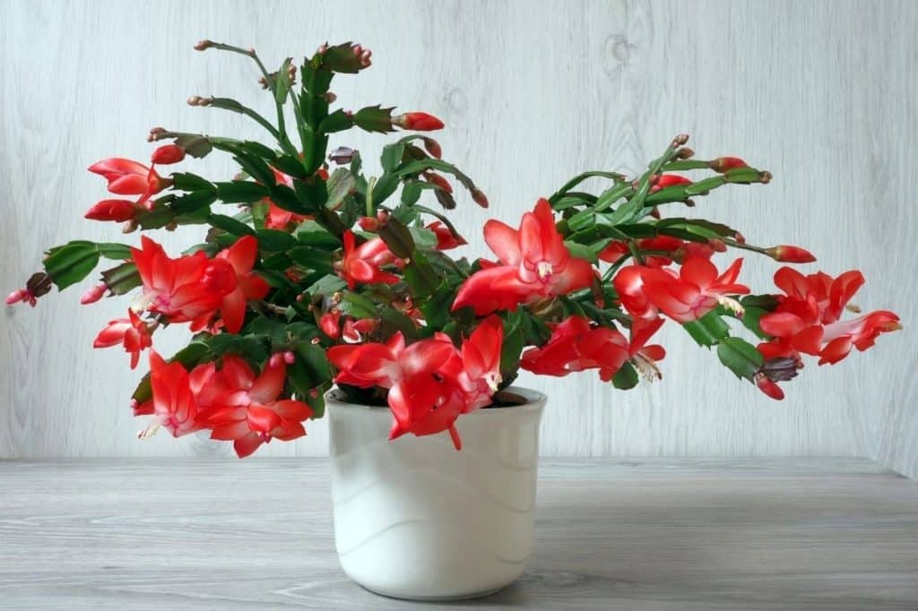 Holiday cactus